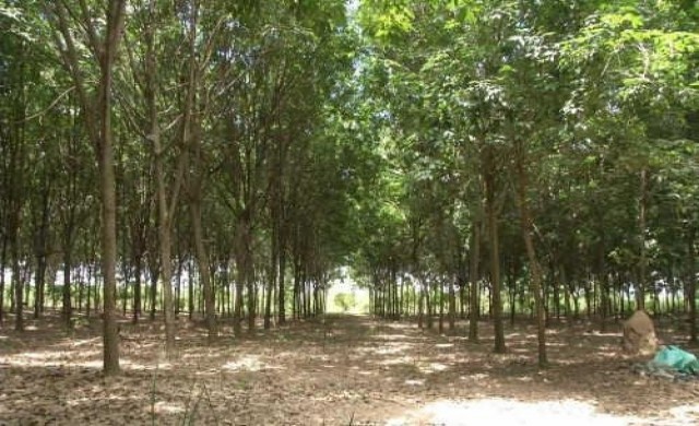 ชาวยางแห่'รับทุน'โค่นยางหนีราคาร่วง