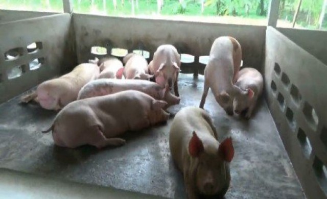 พบหมูตายพิสดาร ถูกควักหัวใจ-ตับ