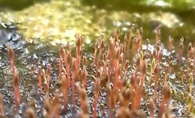 พบ'ศิลาวารี'ดอกไม้หินหายาก