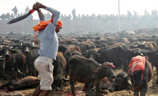 เนปาลทำพิธีบูชายัญฆ่าสัตว์นับแสนตัว