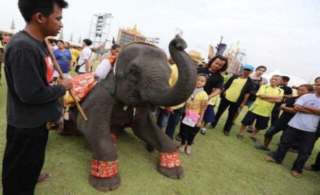 ช้างร่วมถวายพระพร