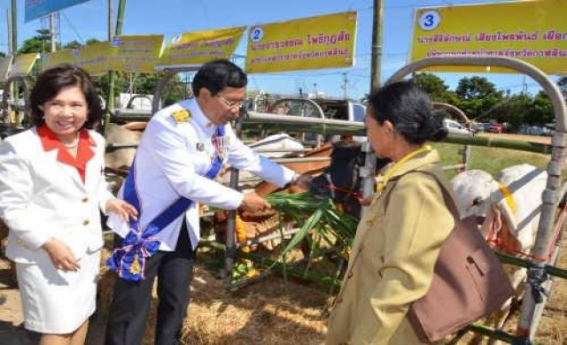 ผู้ว่าฯกาฬสินธุ์ไถ่ชีวิตโค-กระบือถวายพ่อหลวง