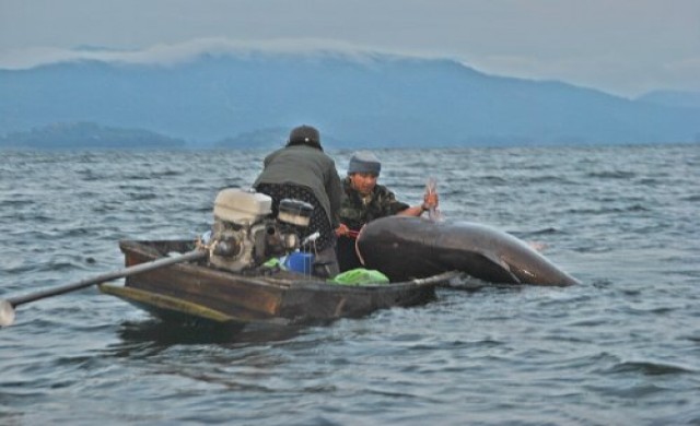 จับปลาบึกได้2ตัว ในวันที่สองเทศกาลล่าปลาบึก