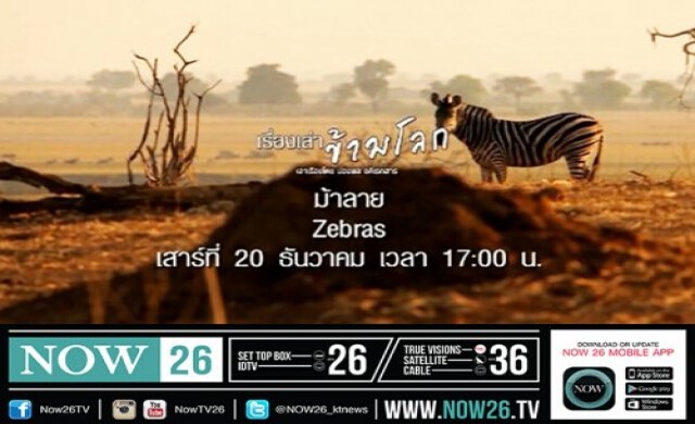 'ม้าลาย' ใน เรื่องเล่าข้ามโลก