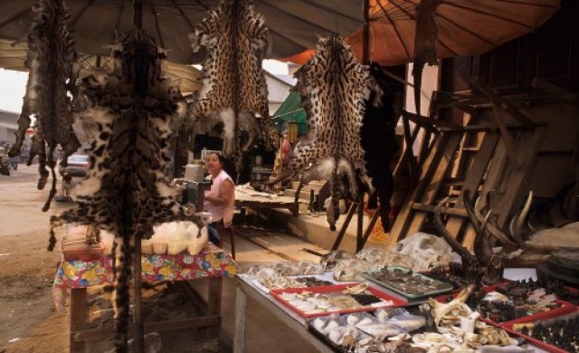 การค้าชิ้นส่วนเสือจากพม่าไปจีนพุ่งต่อเนื่อง