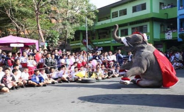 ช้างซานตาคลอส