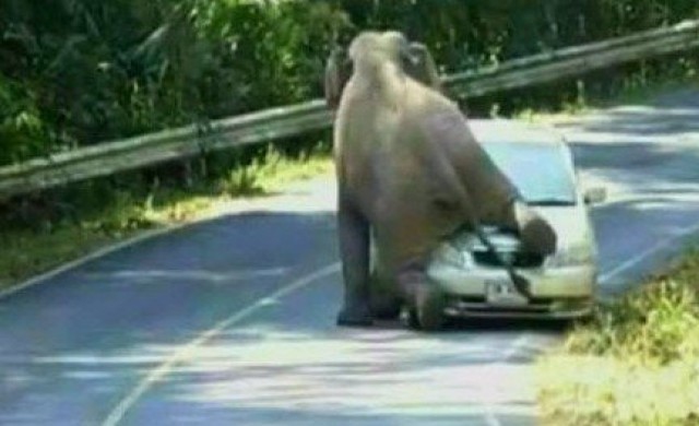 ช้างป่าเขาใหญ่เหยียบรถนักท่องเที่ยวพัง