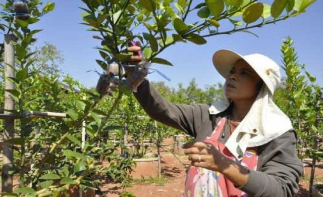 อากาศหนาวกระทบมะนาวตอนกิ่งรากไม่งอก