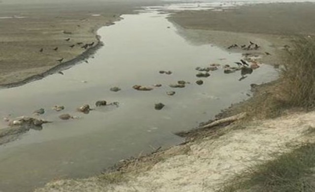 พบกว่า100ศพลอยในแม่น้ำคงคา