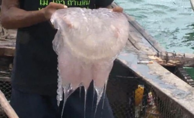 ประมงพื้นบ้านกระบี่แห่จับแมงกระพรุนขาย