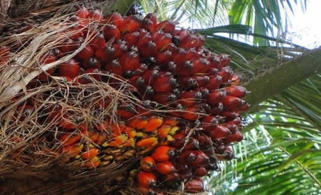 เกษตรฯวอนทบทวนสต็อก-ผลผลิตก่อนนำเข้าปาล์ม