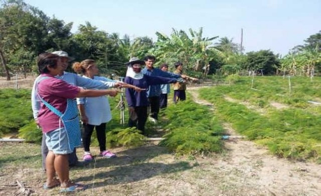 แล้งหนัก!วอนรัฐช่วยสวนชะอมกำลังยืนต้นตาย