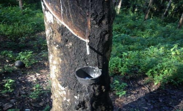 สมาคมไม้ยางวอนรัฐหนุนส่งออกไม้แปรรูป