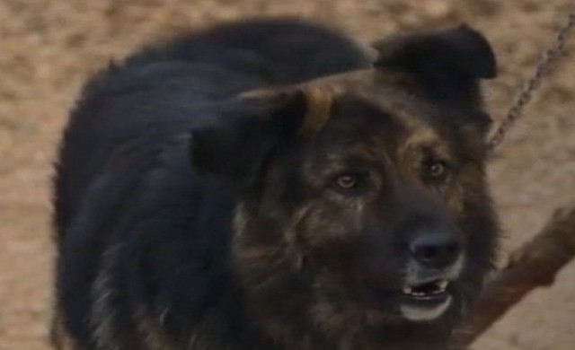 ศาลโครเอเชียสั่งสุนัขห้ามเห่ายามวิกาล