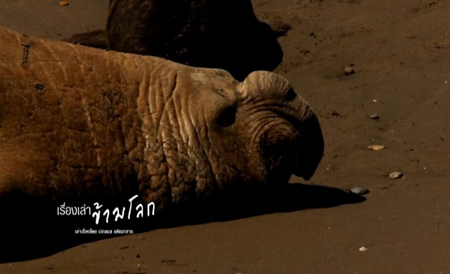 'แมวน้ำช้าง'ในเรื่องเล่าข้ามโลก