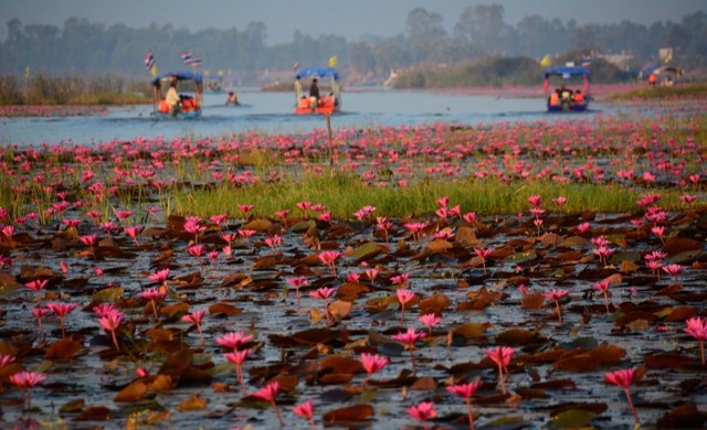 เรื่องเล่าทะเลบัว 