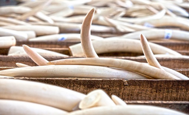 เว็บไซต์จีนแหล่งใหญ่ค้างาช้าง