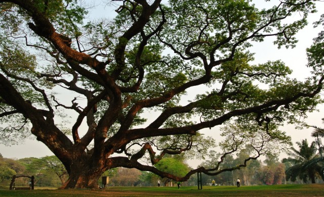 Heritage ต้นนี้ต้อง 'รักษ์'