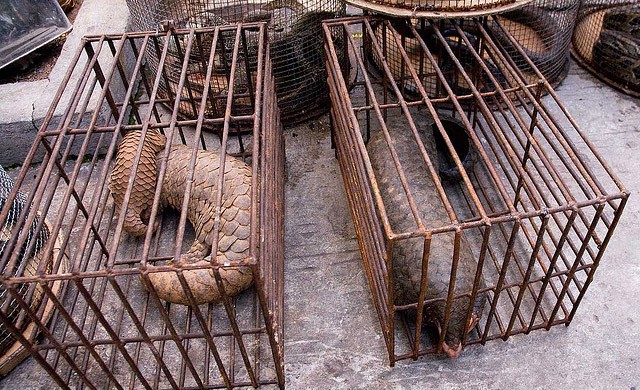 เอ็นจีโอชี้ "ลาว" ขายเนื้อสัตว์ป่าโจ่งแจ้ง