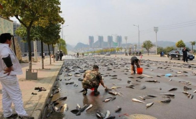 ฝากระบะหลุด'ปลาดุก'7พันกก.ตกเกลื่อนถนน