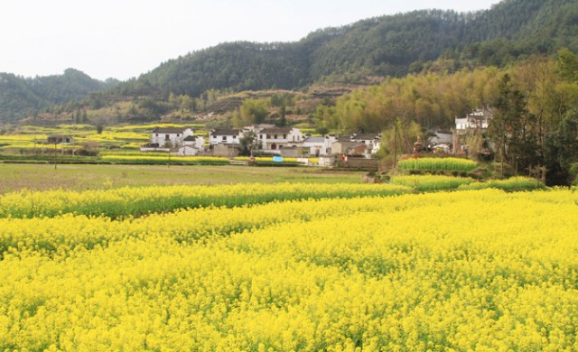 ทุ่งดอกคาโนล่าแห่งอู้หยวน