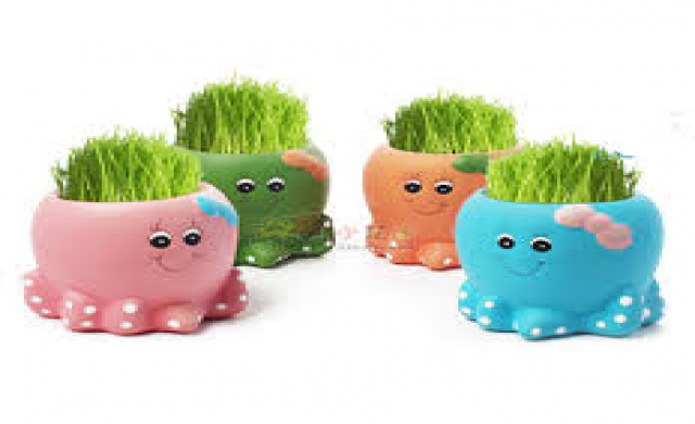 กระถางปลาหมึกสำหรับปลูกต้นไม้อากาศ 