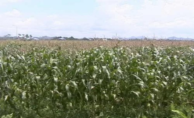 มุมมอง 'ภาครัฐ-เอ็นจีโอ' ไร่ข้าวโพดกับวิกฤติหมอกควัน