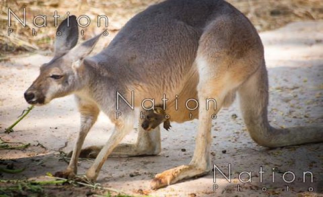 สวนสัตว์เชียงใหม่ได้สมาชิกใหม่'ลูกจิ้งโจ้แดง'ตัวที่2