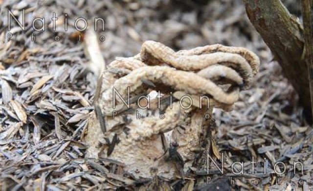 ชาวบ้านตื่น! พบเห็ดปลาหมึกหายากอันดับ2ของโลก