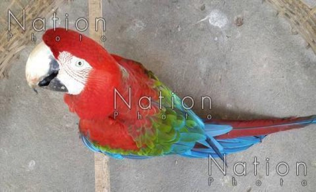 หนุ่มประกาศหาเจ้าของนกแก้วมาคอร์ บินตกข้างบ้าน