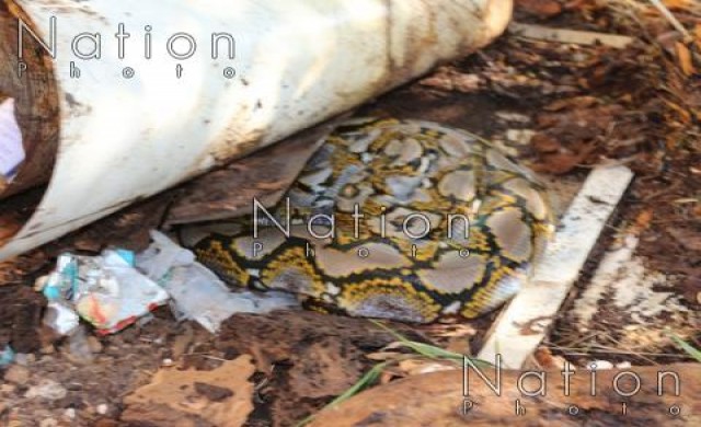 พบงูเหลือมวางไข่ข้างคณะศิลปกรรมฯ มธ. 