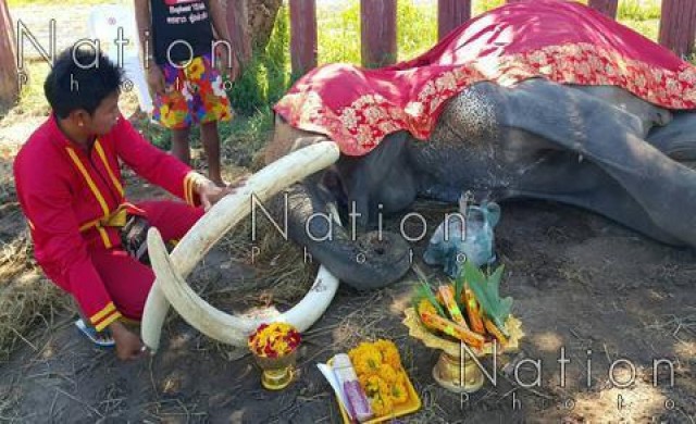 'พลายเมือง'ช้างชราวัย60ปี แห่งเมืองกรุงเก่าล้มแล้ว