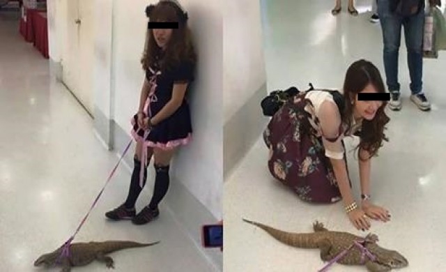 กรมอุทยานฯเตือนเลี้ยง'ตัวเงินตัวทอง'ผิดก.ม.