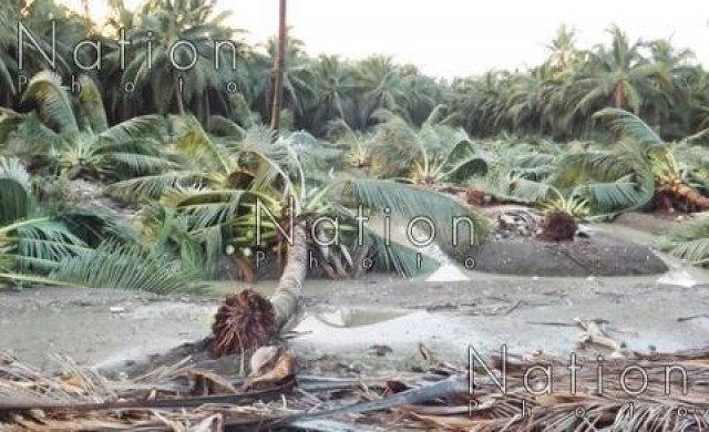 พายุถล่มสวนมะพร้าวน้ำหอมล้มกว่า200ต้น