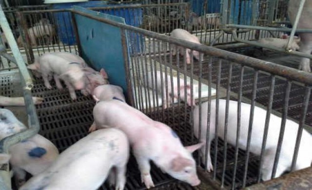 ตายแค่3ตัว! ปัดหมูตายนับร้อยที่เชียงแสน