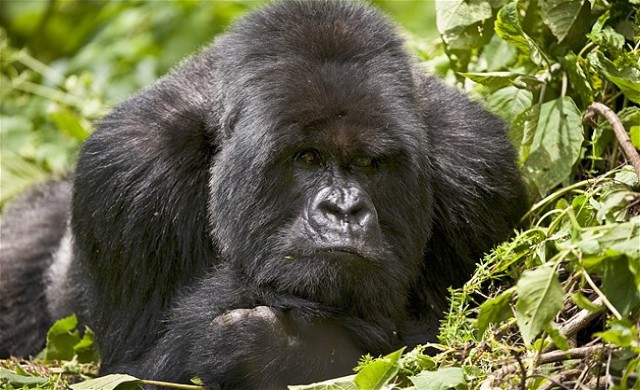 สาวญี่ปุ่นแห่ชมกอริลล่าสุดหล่อ