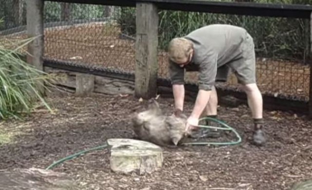 พนักงานสวนสัตว์ช่วย 'วอมแบต' ลดน้ำหนัก