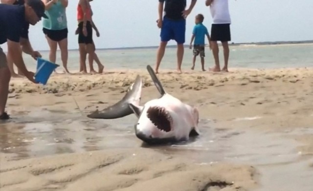 ชาวอเมริกันช่วยชีวิตฉลามขาวเกยตื้น