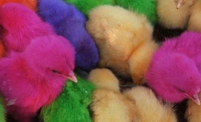 นอภ.สั่งจับตาเล่ห์พ่อค้า หลอกขายลูกไก่ย้อมสี 