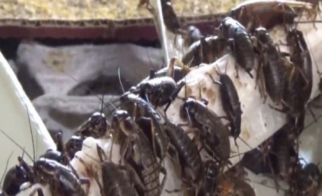 เลี้ยงจิ้งหรีดส่งออก รายได้เดือนละ7หมื่น