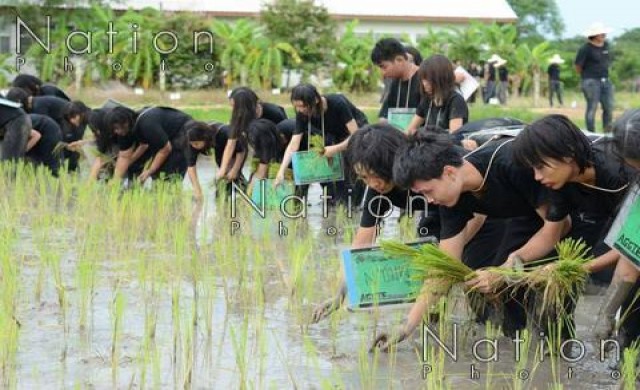 ม.นเรศวร รับน้องสร้างสรรค์ ดำนาปลูกข้าว
