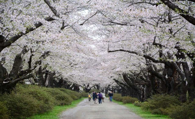 ญี่ปุ่น ขาวอมชมพู 