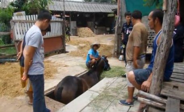 คลิป..รุดช่วย 'ม้าแข่ง' ราคาครึ่งล้าน ตกท่อระบายน้ำ