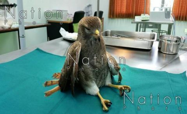 พบกล่องต้องสงสัย เปิดดูเป็นเหยี่ยวปีกแดงถูกทำร้ายปีกหัก