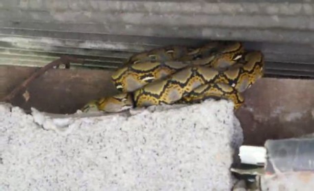 ร้านลาบร้องให้จับงูเหลือมขดใต้หลังคาห้องน้ำ