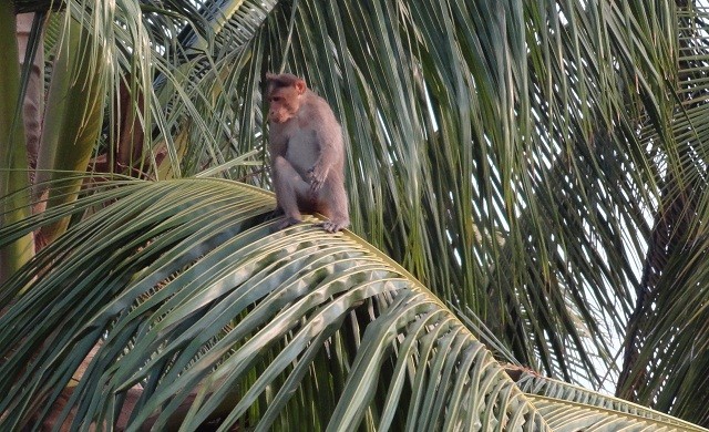 สื่ออังกฤษแฉอุตฯมะพร้าวไทยทารุณลิง