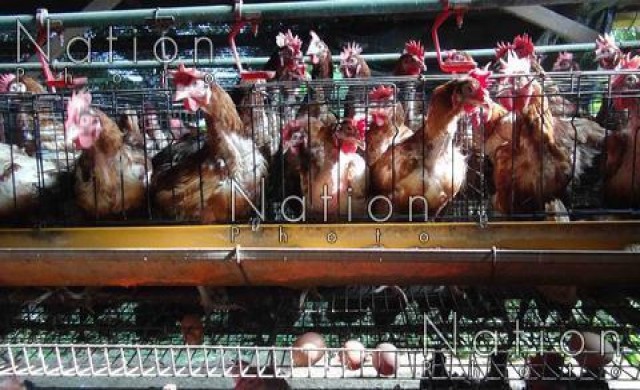 ไม่ไหวแล้ว!ยอมขาดทุนจับไก่ขาย หนีปัญหาหมอกควัน