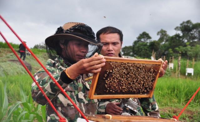 ผึ้งไล่ช้าง