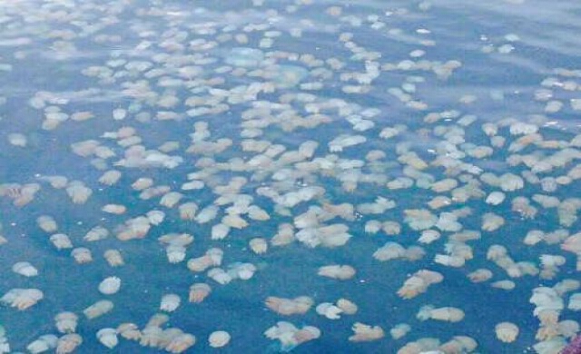 อันดามันแปรปรวน! แมงกะพรุนนับแสนโผล่ชายหาดระนอง