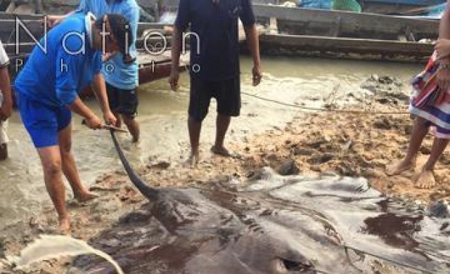 ฮือฮา!จับปลากระเบนยักษ์หนัก200กก. ครั้งแรกในรอบ20ปี